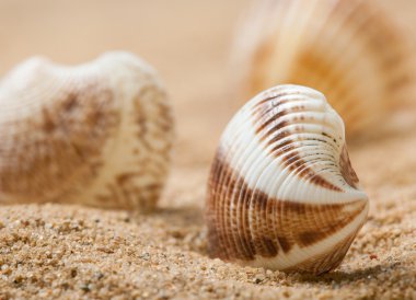 Kum güzel deniz kabuklarını