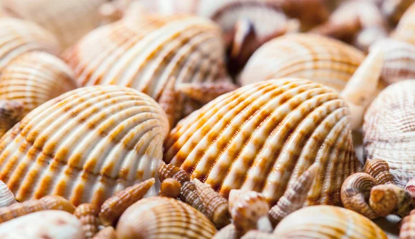 Schöne Muscheln auf Sand — Stockfoto