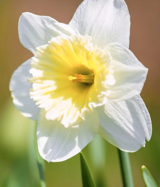 Blühende Narzissenblüte — Stockfoto
