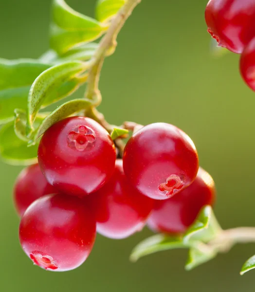 森で成長している cowberries — ストック写真