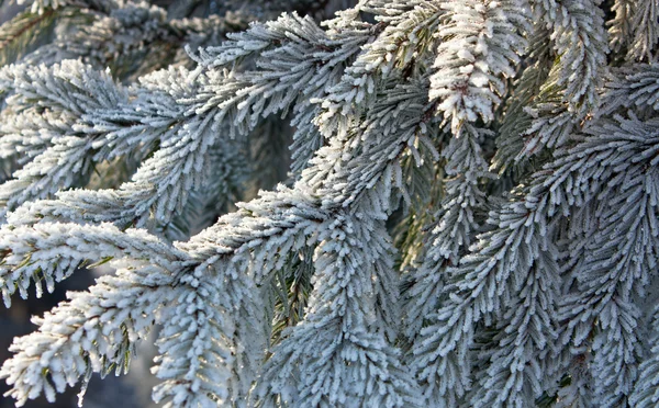 Tannenzweig mit Schnee bedeckt — Stockfoto