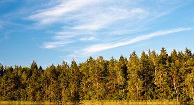 Güzel ormanın manzarası