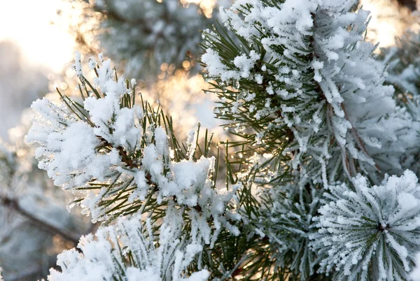 Na gałęziach sosnowych — Zdjęcie stockowe