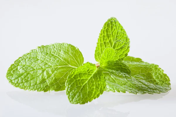 Foglie di menta piperita — Foto Stock