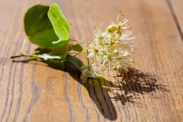 Flores de flor de limão — Fotografia de Stock