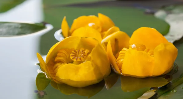 Lindas flores de lírio de água — Fotografia de Stock