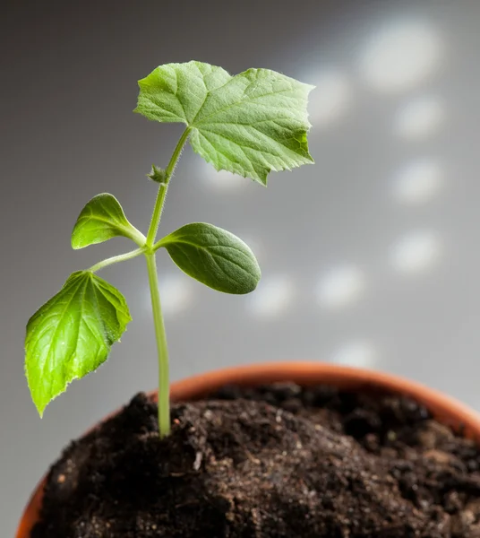 Plantas jóvenes de pepino —  Fotos de Stock