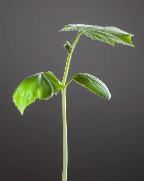 Giovani piante di cetriolo — Foto Stock