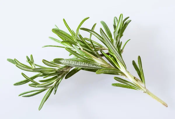 Fresh rosemary branch — Stock Photo, Image