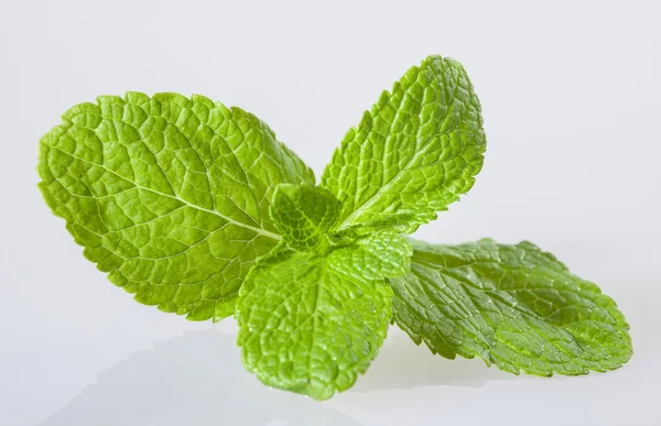 Foglie di menta piperita — Foto Stock