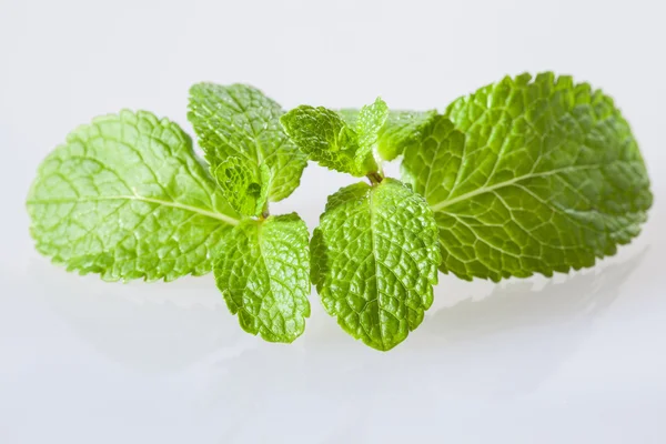 Hojas de menta fresca — Foto de Stock