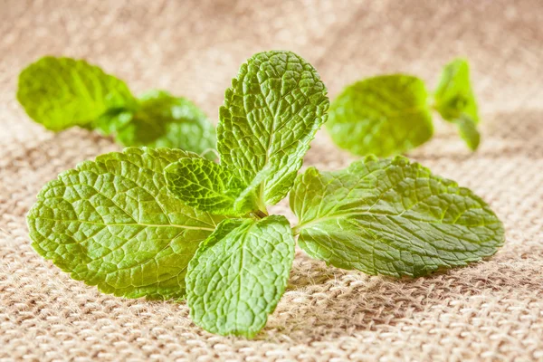 Foglie di menta piperita — Foto Stock