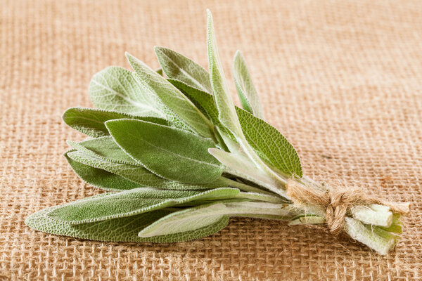 Куча свежих листьев шалфея
