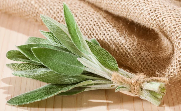 Mazzo di foglie di salvia fresca — Foto Stock