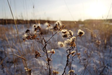 Kışın, akşam güneşinin altında çiçekler. Omsk. Sibirya 'da. Kasım