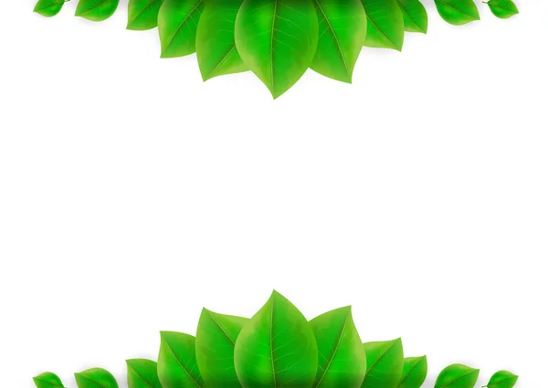 Green leaves background — Stock Vector