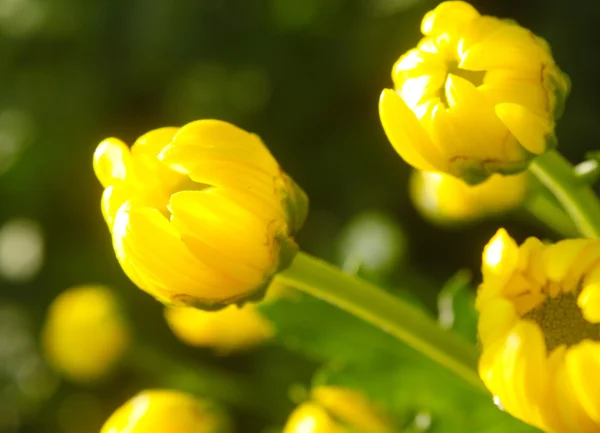 黄色の菊蕾を開く — ストック写真