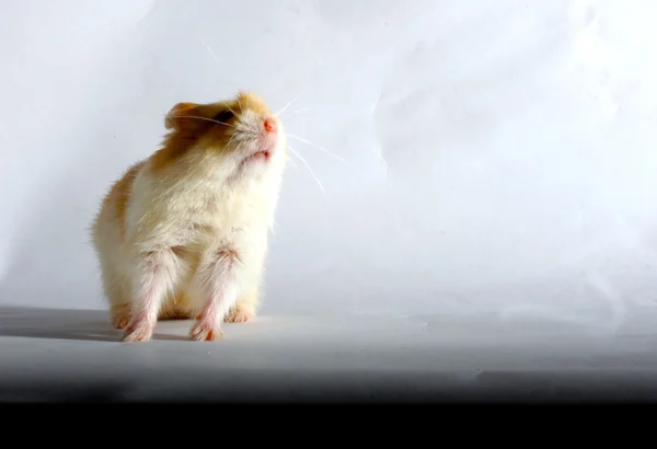 Lone schattige kleine Hamster Rechtenvrije Stockfoto's