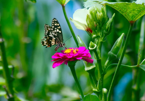 Schmetterling auf dem Grün — Stockfoto