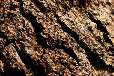 Yakın çekim çekim büyük ağaç gövdesi