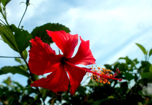 Gumamela квітка з пилок — стокове фото