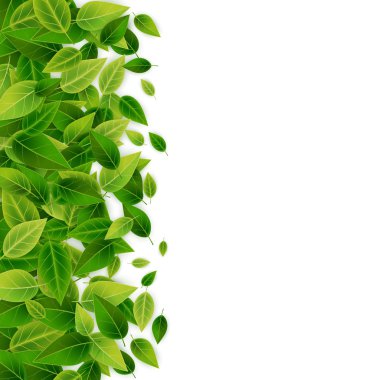 yeşil yapraklar arkaplan