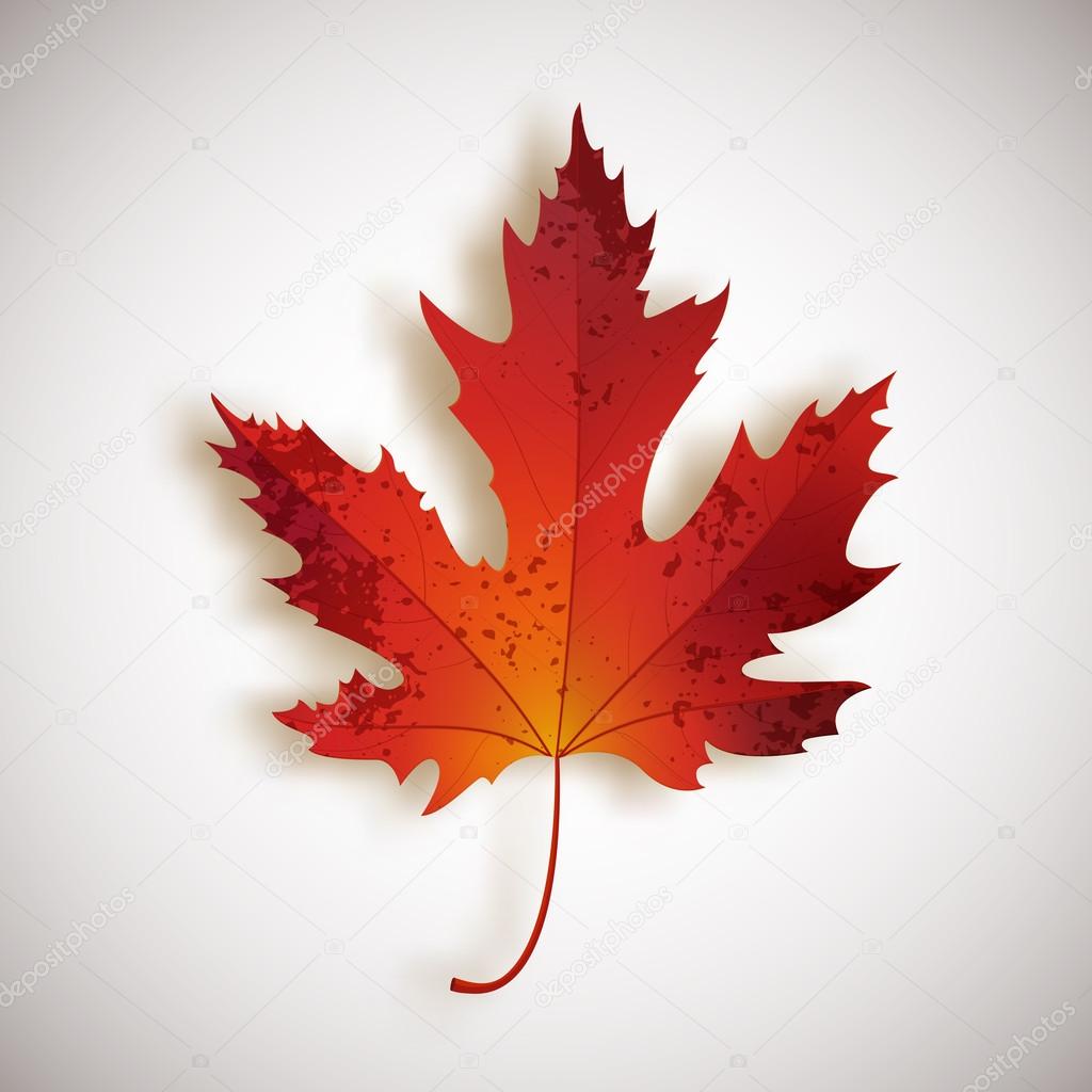 Red maple leaf