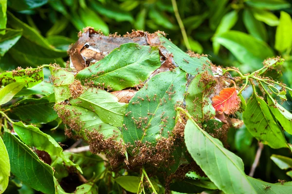 Army of red ants building a nest of leaves — Stock Photo, Image