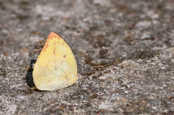 Papillon jaune soufre au repos sur sol rocheux — Photo