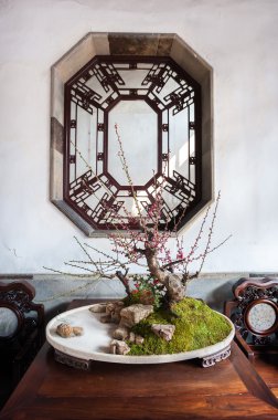 Potted bonsai tree at the Lion Grove Garden, Suzhou, China