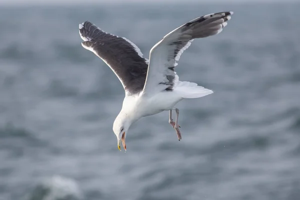 Flying Gull Diving Food Sea — Stock Photo, Image