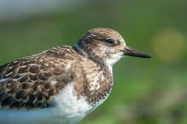 Close Van Een Turnstone Vogel Met Een Groene Achtergrond Genomen — Stockfoto