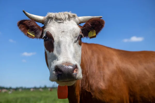 Gros Plan Une Vache Brune Blanche Debout Dans Pâturage Aux — Photo