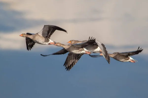 Four Gray Geese flying after each other with a blue sky in the winter in the Netherlands — Stock Image Four Gray Geese Flying Each Other Blue Sky Winter Netherlands Royalty Free Stock Photos