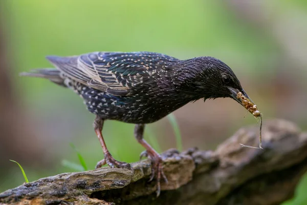 Étourneau Noir Adulte Sturnus Vulgaris Avec Nourriture Dans Son Bec — Photo