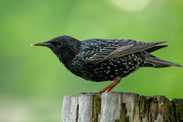 Starling Sturnus Vulgaris Jídlem Zobáku Zeleným Pozadím Pořízeným Nizozemsku Veendam — Stock fotografie