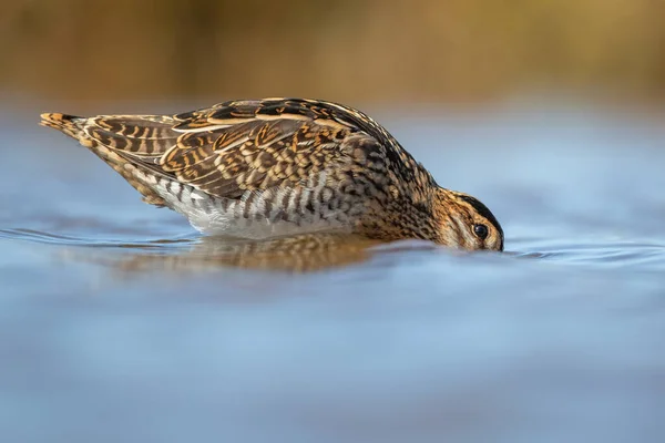 Portret Van Een Snipe Die Het Blauwe Water Staat Met — Stockfoto