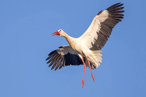 オランダの春に青い空を背景に巣に着陸しようとするコウノトリ — ストック写真