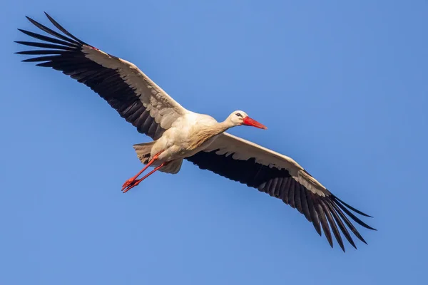 オランダの春に青い空を背景に巣に着陸しようとするコウノトリ — ストック写真