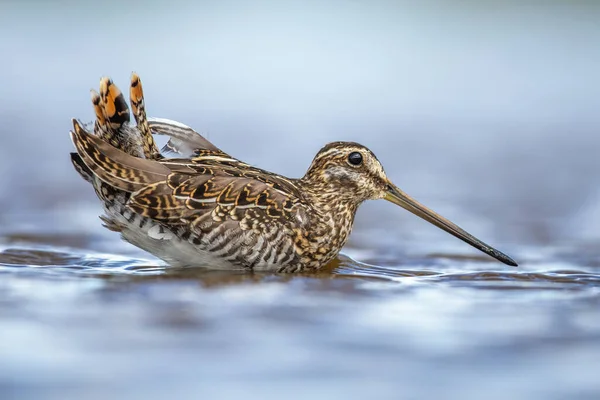 Porträt Einer Bekassine Die Blauen Wasser Vor Einem Glatten Gelben — Stockfoto