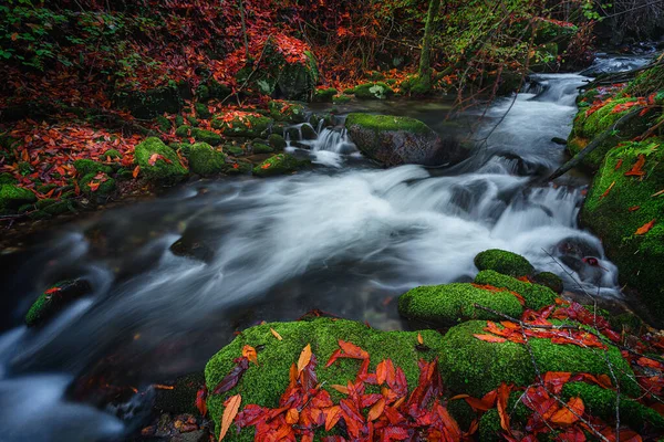 Detail River Autumn Gondomar Galicia — Stock Photo, Image