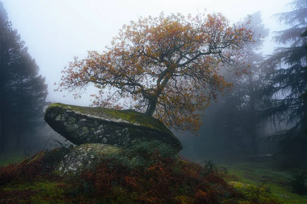 Árvore Icônica Aloia Parque Natural Tui Galiza Imagens De Bancos De Imagens