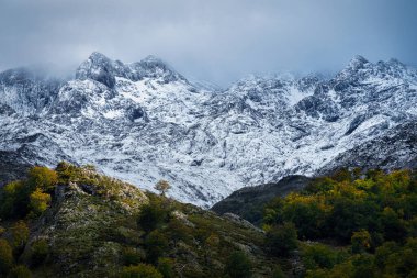 Picos de Europa 'da yalnız bir ağacın silueti.