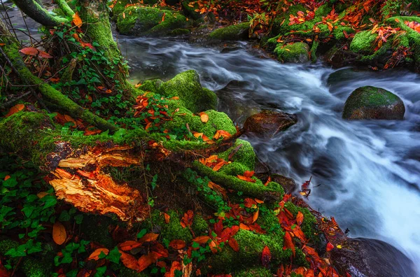 Árvore Quebrada Floresta — Fotografia de Stock