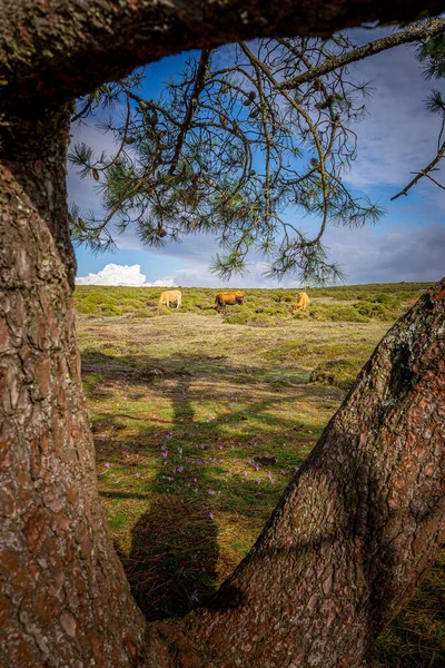 木々の間に広がる野生の牛の眺め — ストック写真