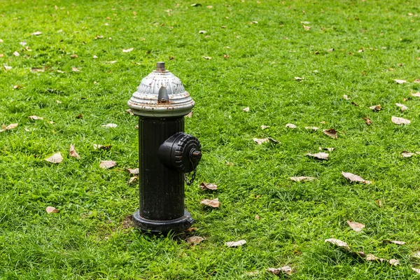 Old-fashioned fire hydrant. American style vintage black color fire hydrant on green grass.