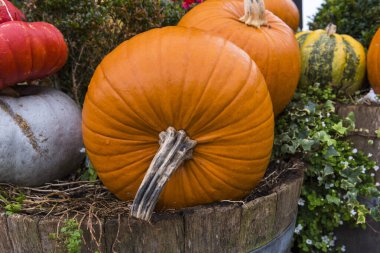 Cadılar Bayramı balkabakları. Bahçede sonbahar Cadılar Bayramı konsepti.