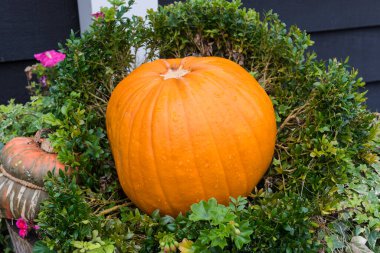 Cadılar Bayramı balkabakları. Bahçede sonbahar Cadılar Bayramı konsepti.