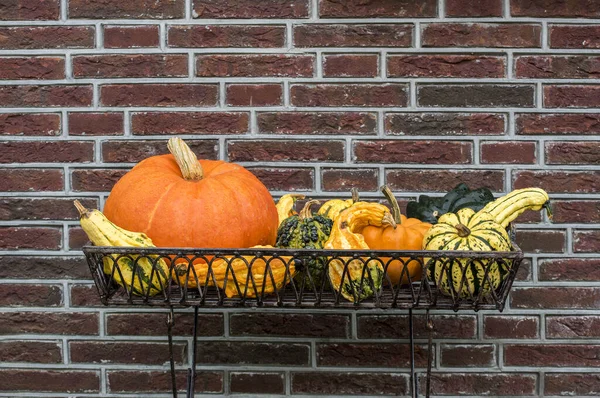 Halloween Pumpkins Composition Metallic Basket — Stock Photo, Image