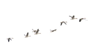 Vahşi Kaz, Greylag Kaz. Kazlar göç etmeye başladı. Uçan kazlar.